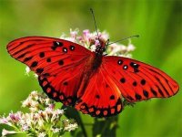 Nature Jigsaw Puzzle Butterfly Online Puzzle Game