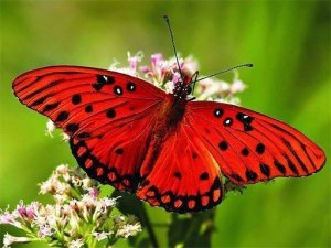 Nature Jigsaw Puzzle Butterfly Online Puzzle Game